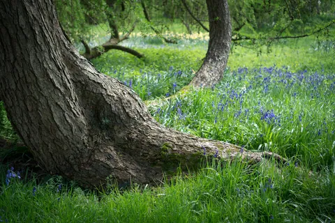 Bluebells and Tree, Grey's Court