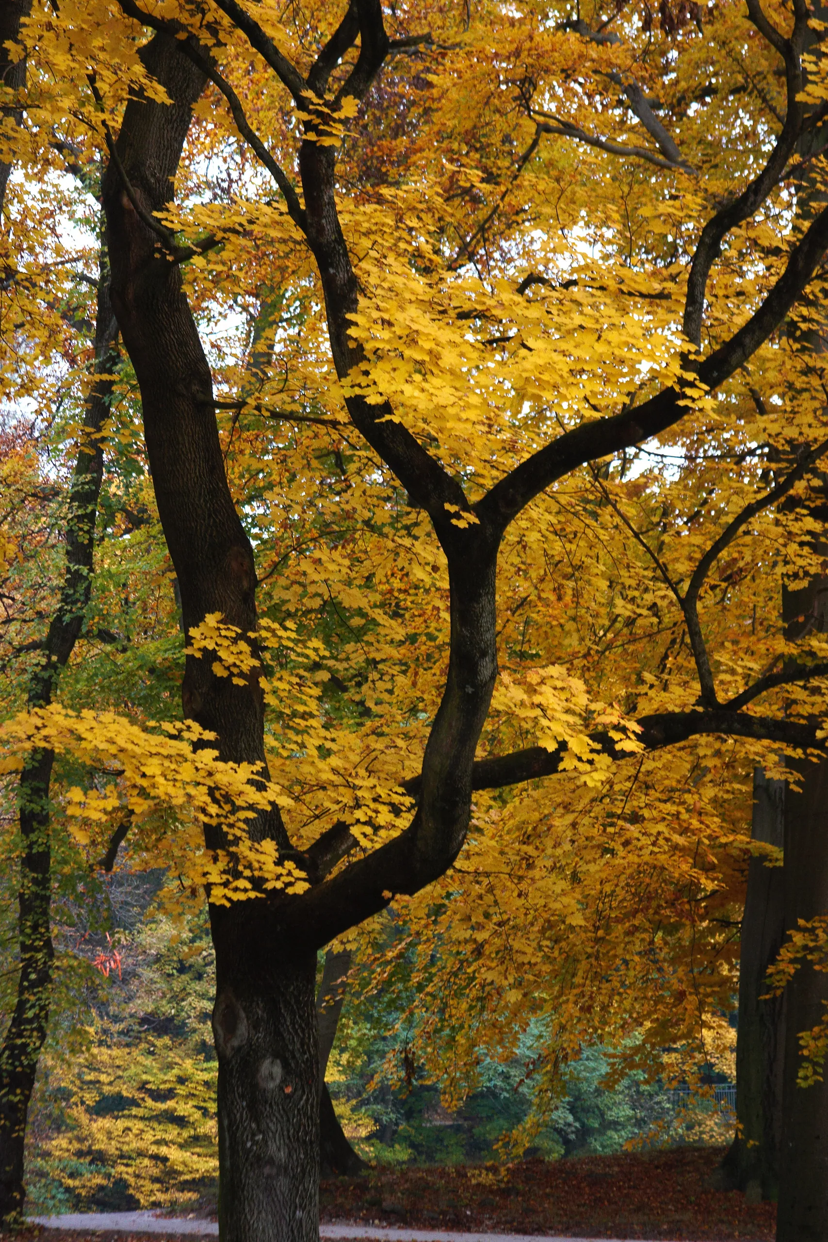 Autumn Colours in the Englischer Garten