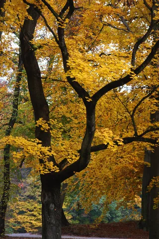 Autumn Colours in the Englischer Garten
