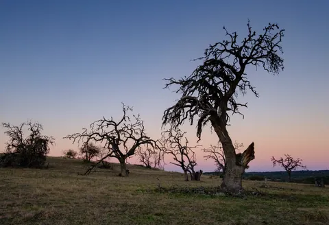 Oak Rot at Sunset