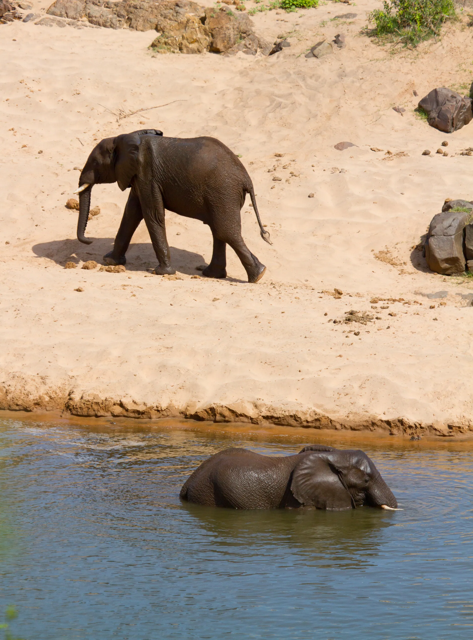 African Elephants Bathing