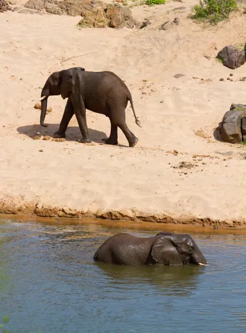 African Elephants Bathing