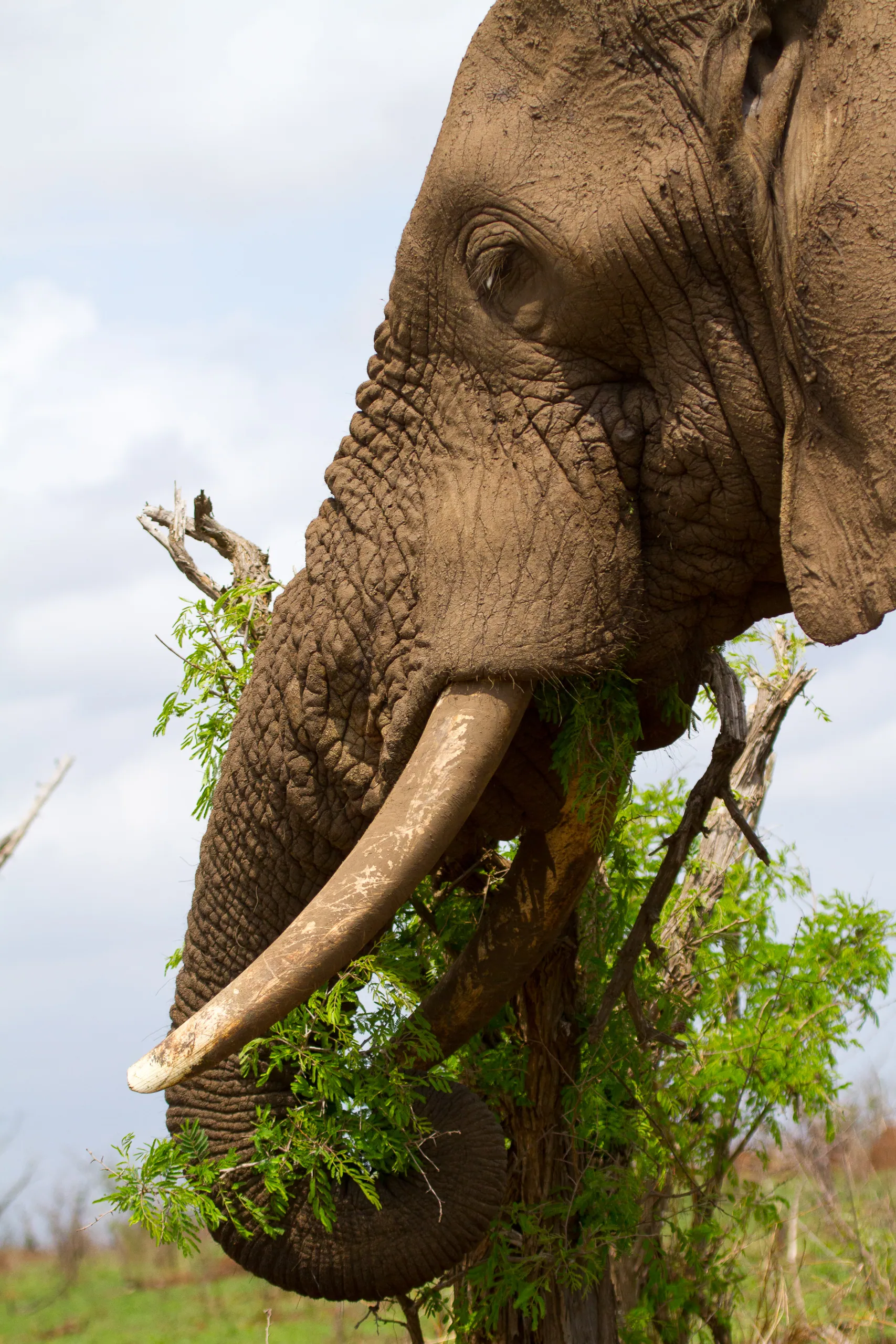 African Elephant Closeup