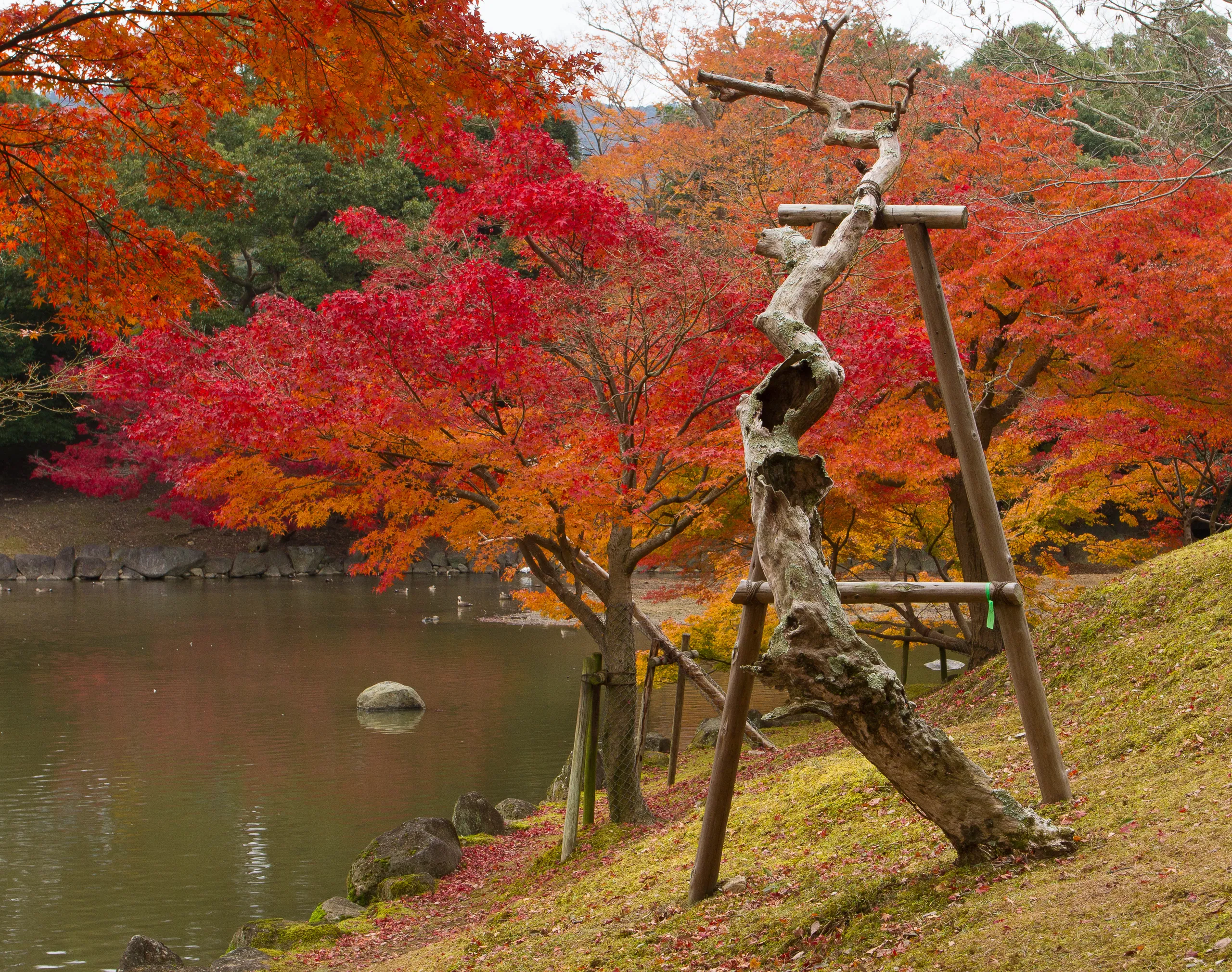 Dead tree and autumn colours, Sagiike Pond, Nara Park