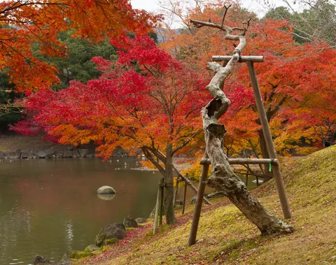 Dead tree and autumn colours, Sagiike Pond, Nara Park