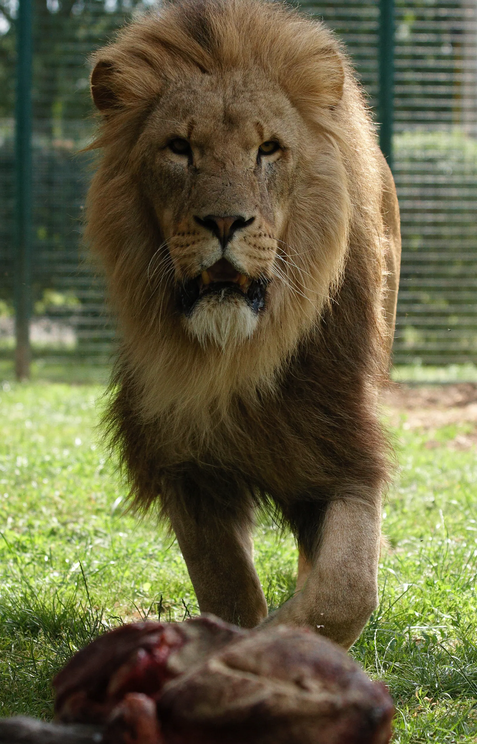 African Lion Arrives for Lunch