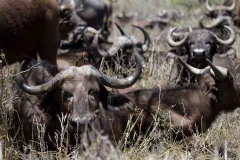 African Buffalo