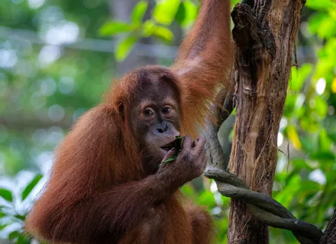 Singapore Zoo, Breakfast with the Animals