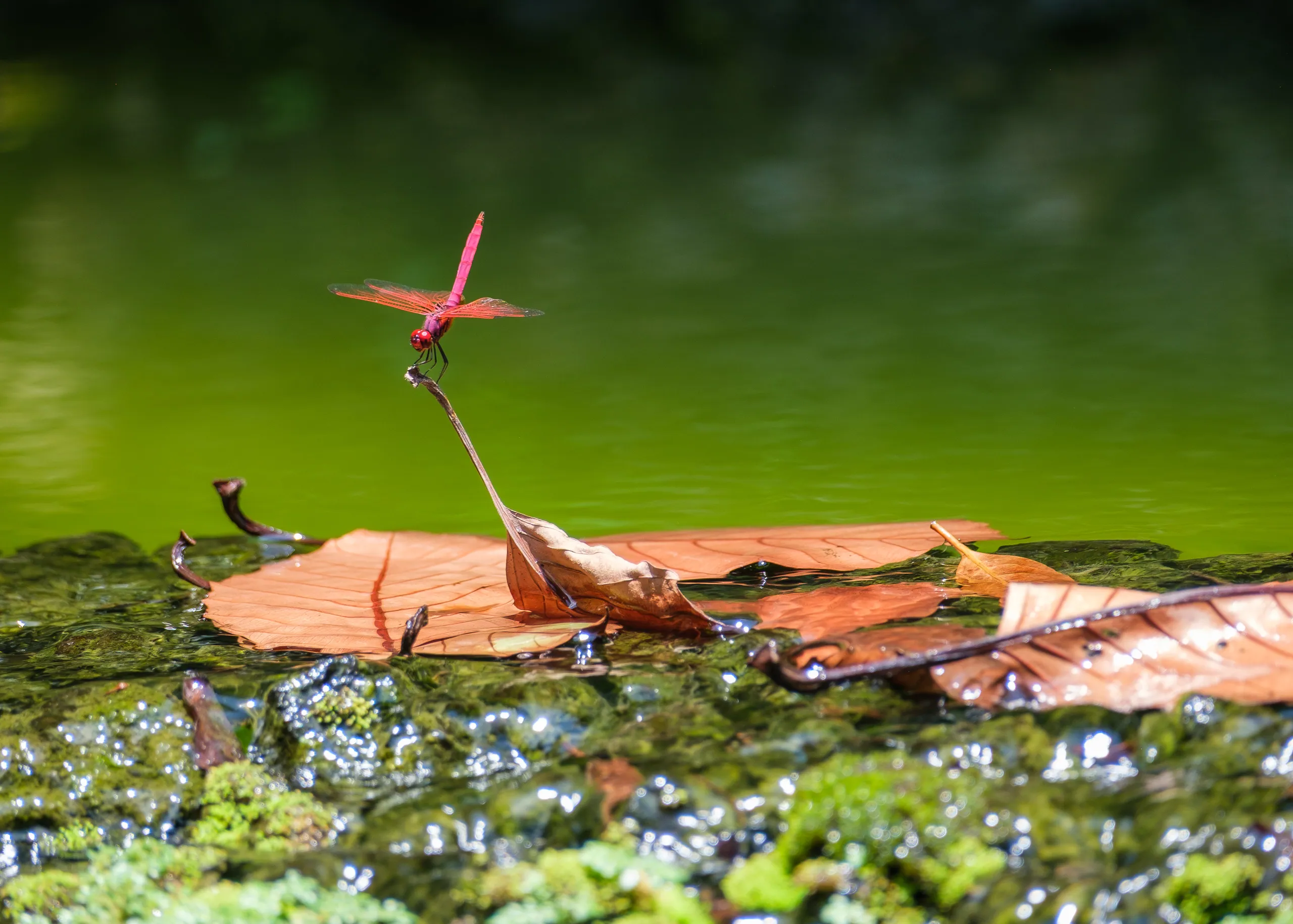 Red Dragonfly, Botanic Gardens