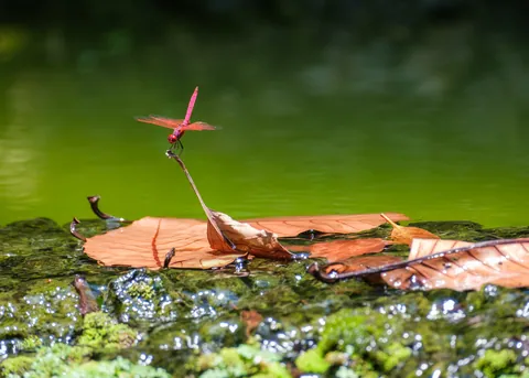 Red Dragonfly, Botanic Gardens