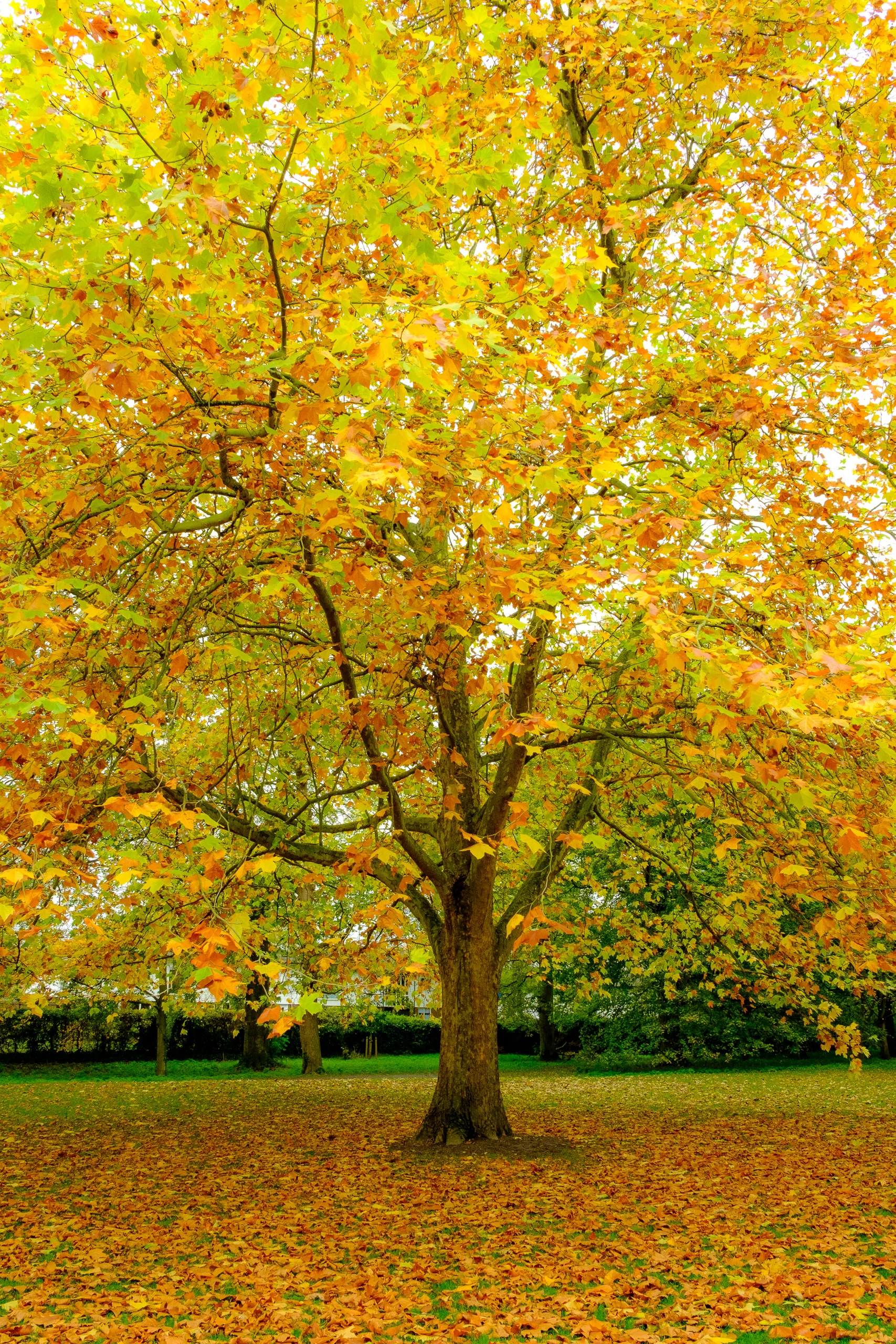 Cherry Hinton Park - Autumn Colours