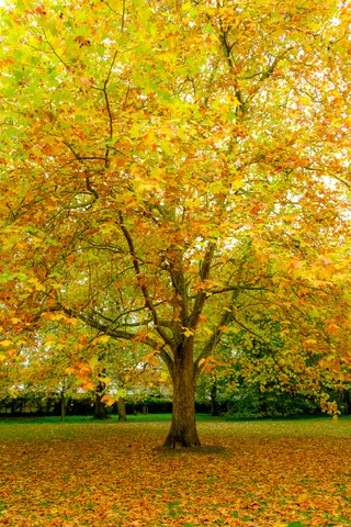 Cherry Hinton Park - Autumn Colours