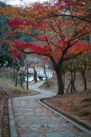 Steps leading through Kataoka Plum Grove to Sagiike Pond, Nara Park