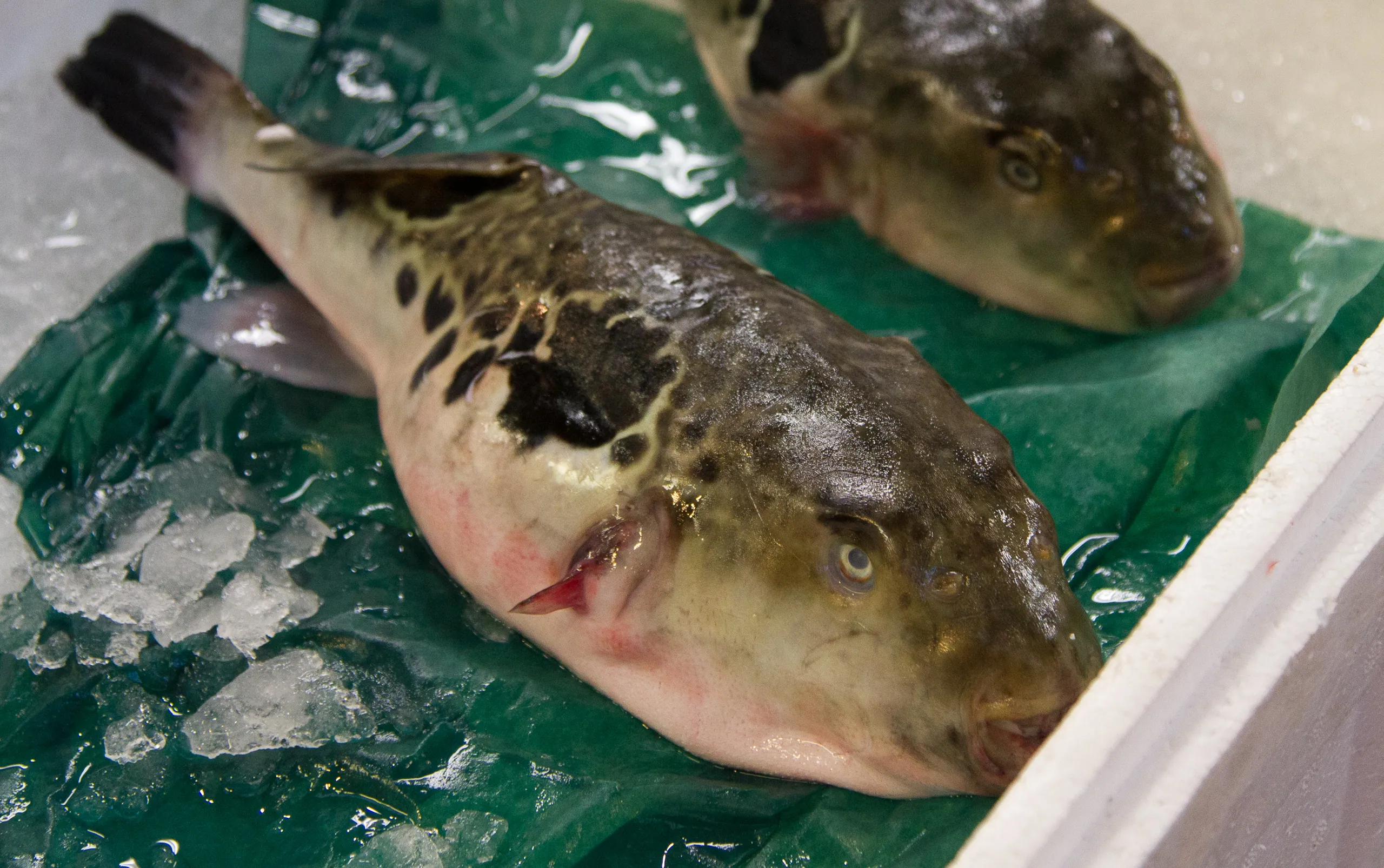 Deadly fugu (blowfish), Tsukiji Fish Market