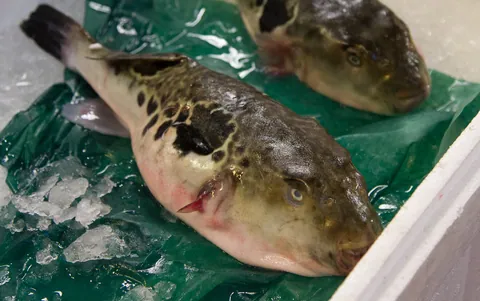 Deadly fugu (blowfish), Tsukiji Fish Market