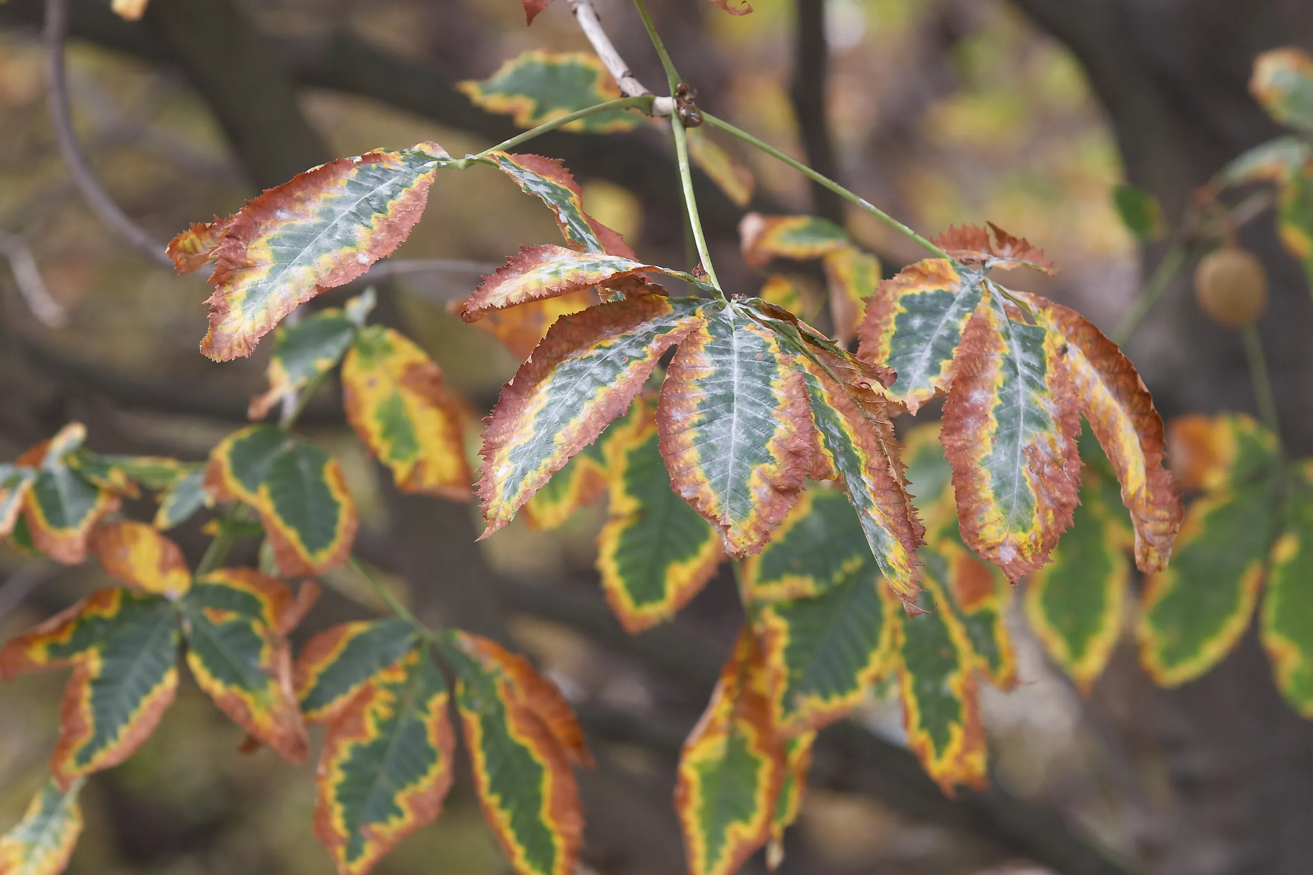 Fall Arrives