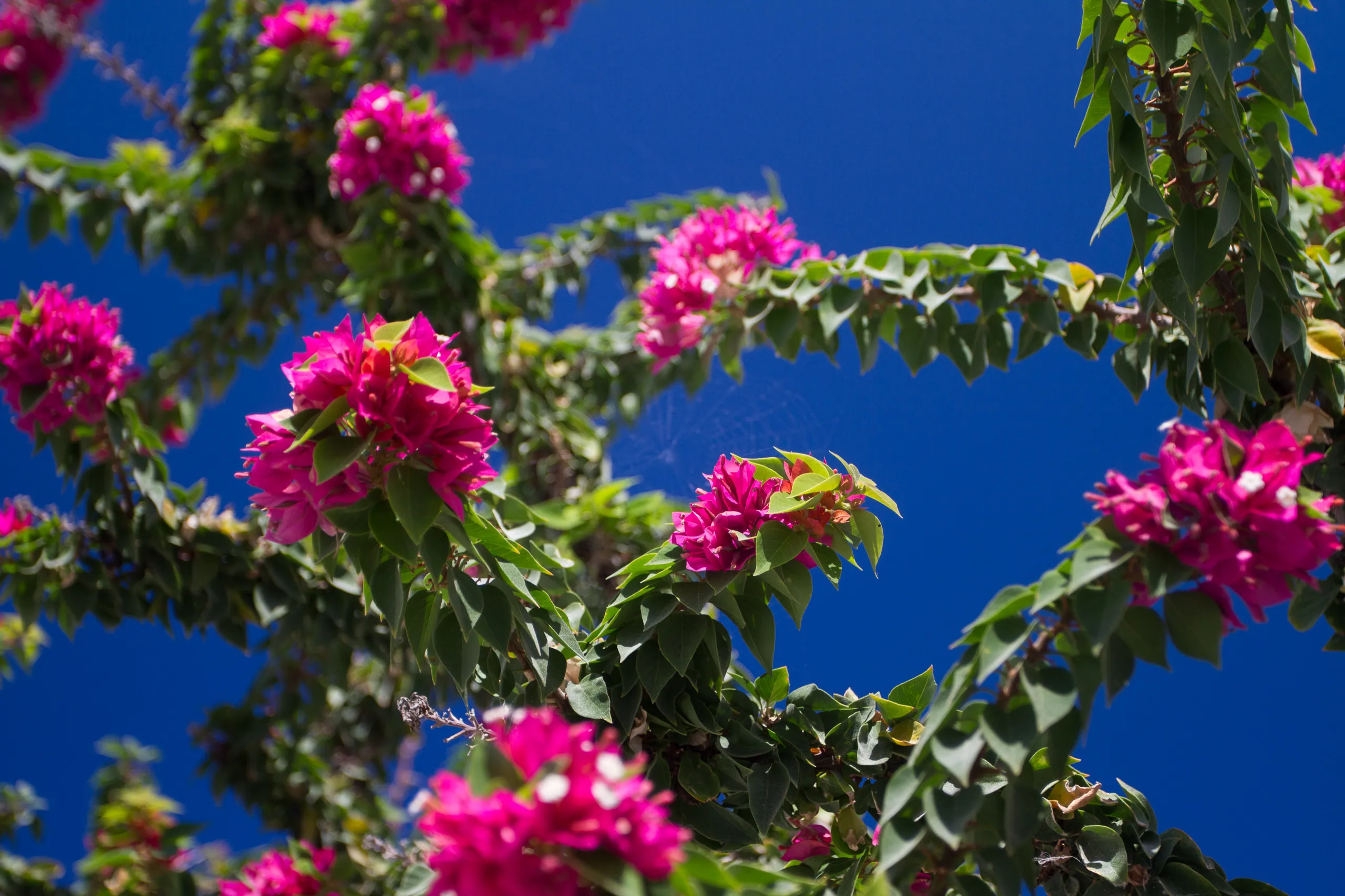 Bougainvilla, Oia, Santorini