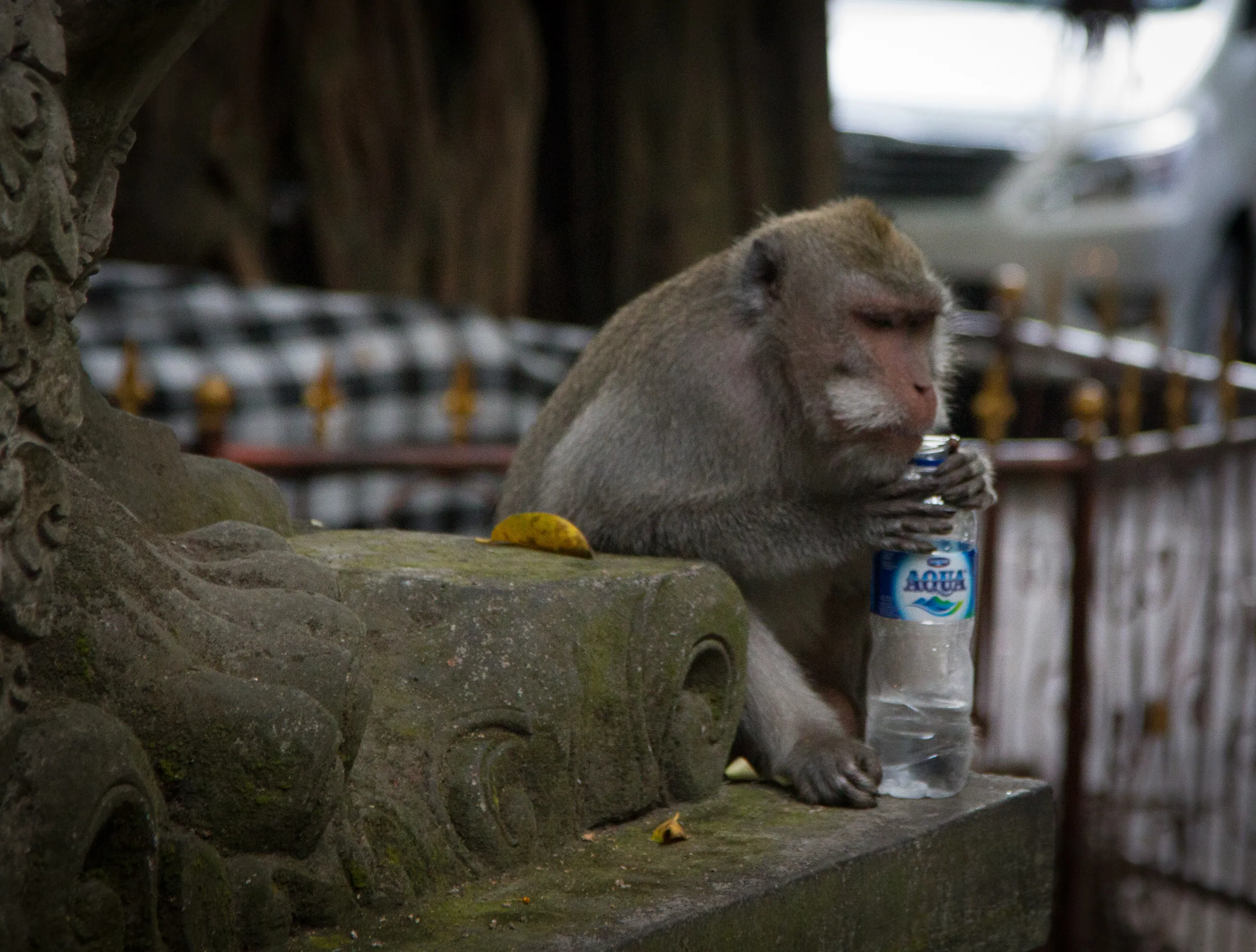 Monkey of Monkey Forest Road, Ubud