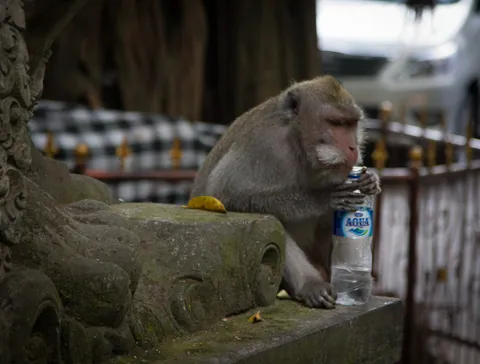 Monkey of Monkey Forest Road, Ubud