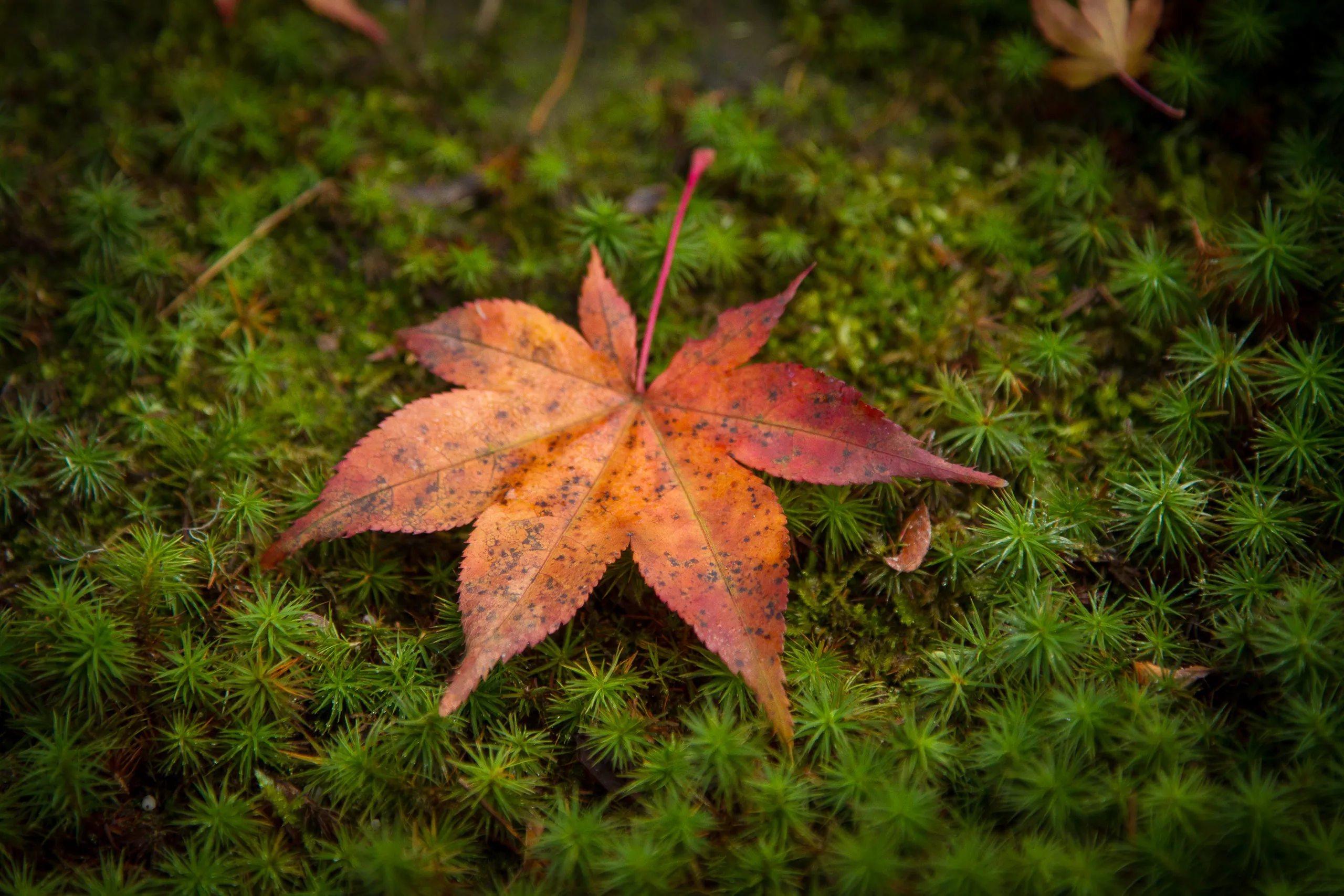 Leaf fall in garden of the Silver Pavilion, Kyoto