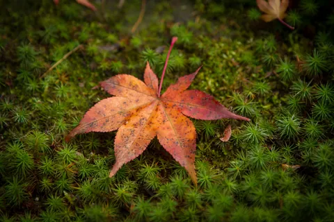 Leaf fall in garden of the Silver Pavilion, Kyoto