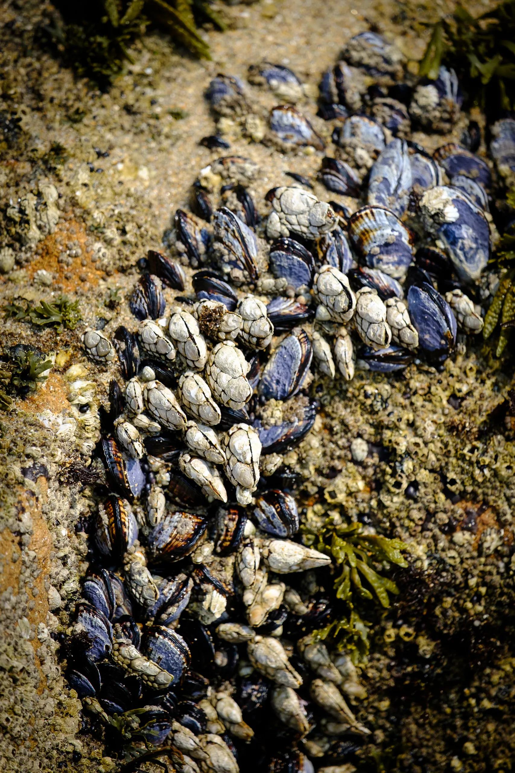 Pescadero Beach Clams