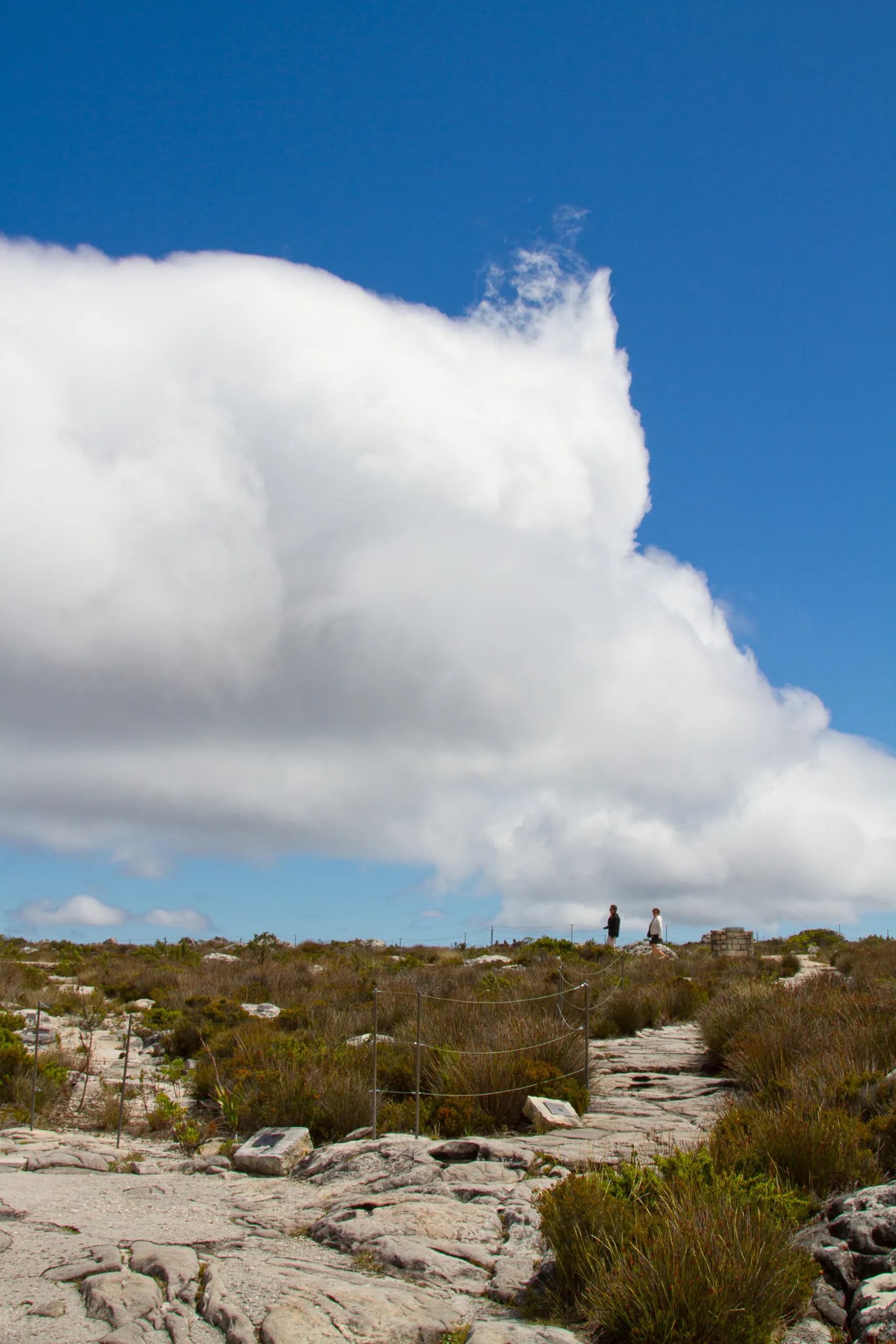 Atop Table Mountain