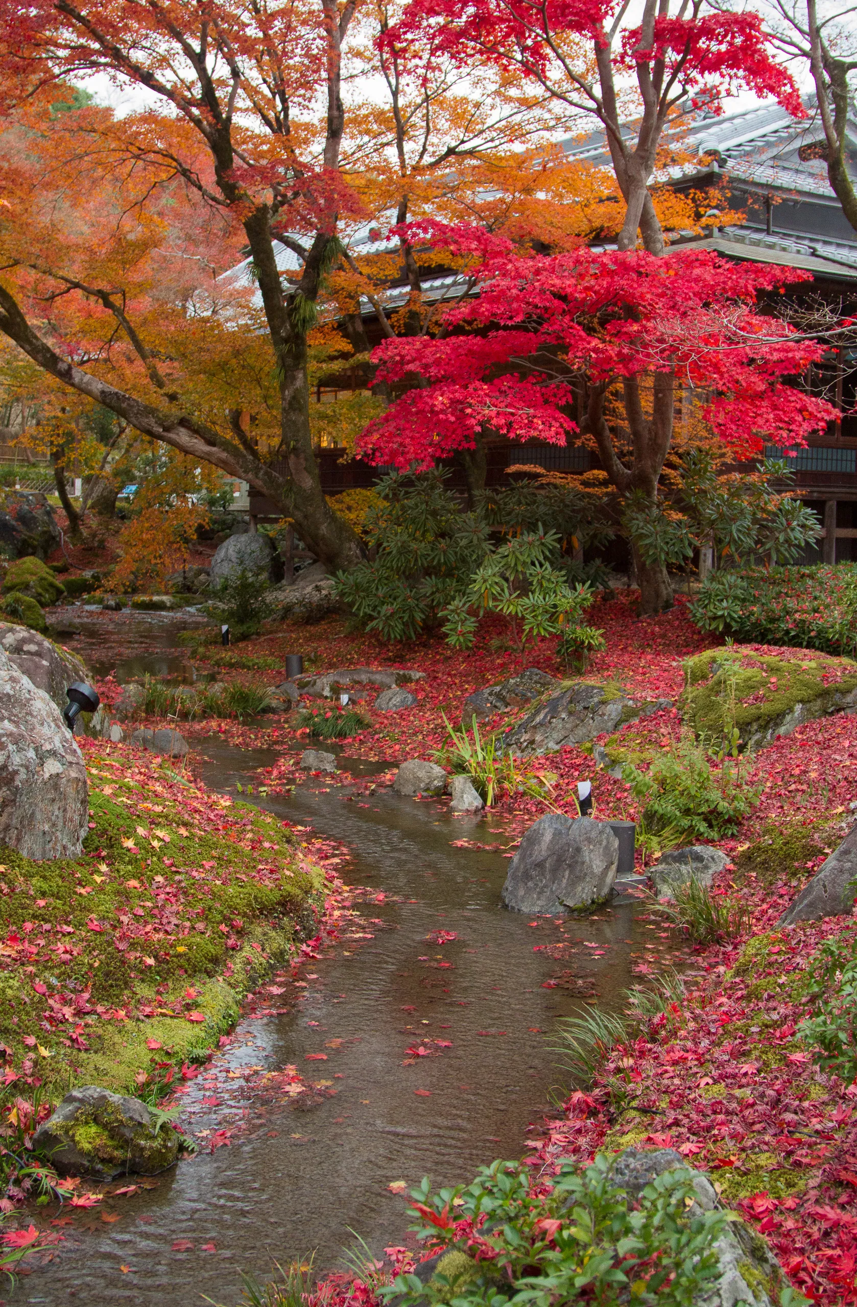 Autumn colours and stream, garden of the Tenryuji Temple, Kyoto