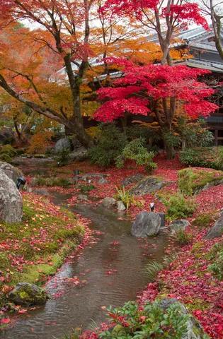 Autumn colours and stream, garden of the Tenryuji Temple, Kyoto