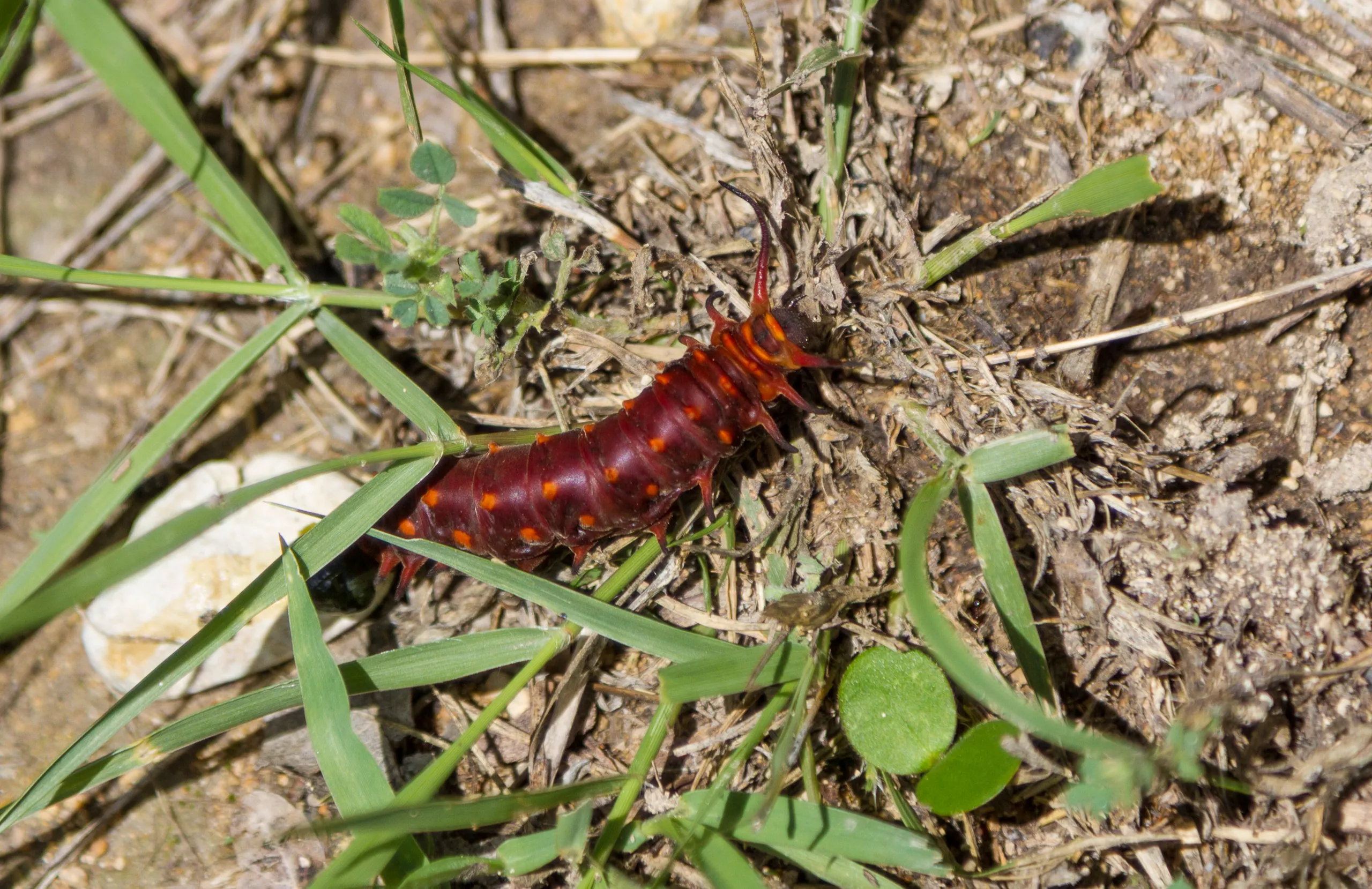 Caterpillar, Canyon Wren Ranch