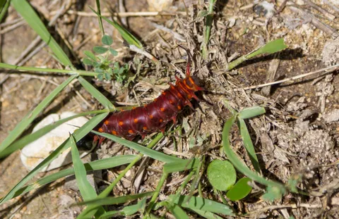 Caterpillar, Canyon Wren Ranch