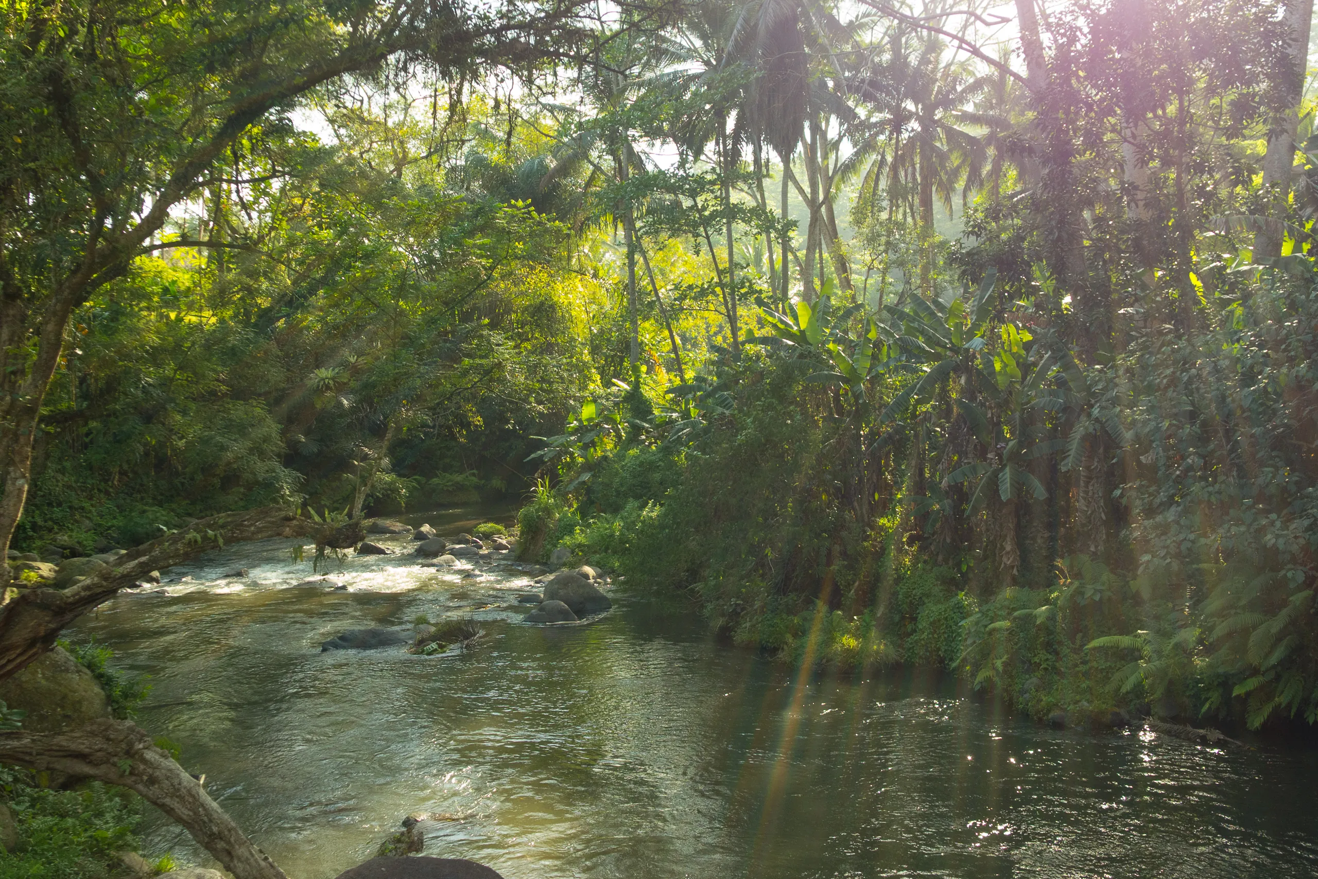 Sayan River from the pool of the Four Seasons, Bali