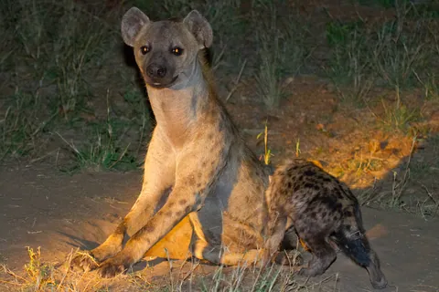 Hyena Mother and Cub