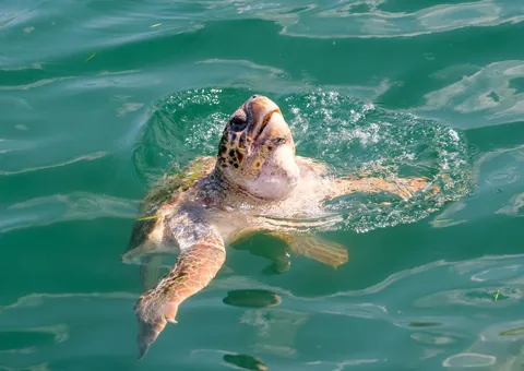 Loggerhead Turtle, Argostoli