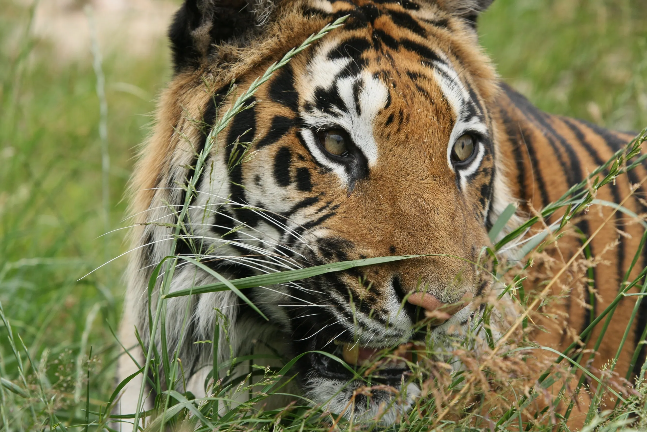 Tiger Life