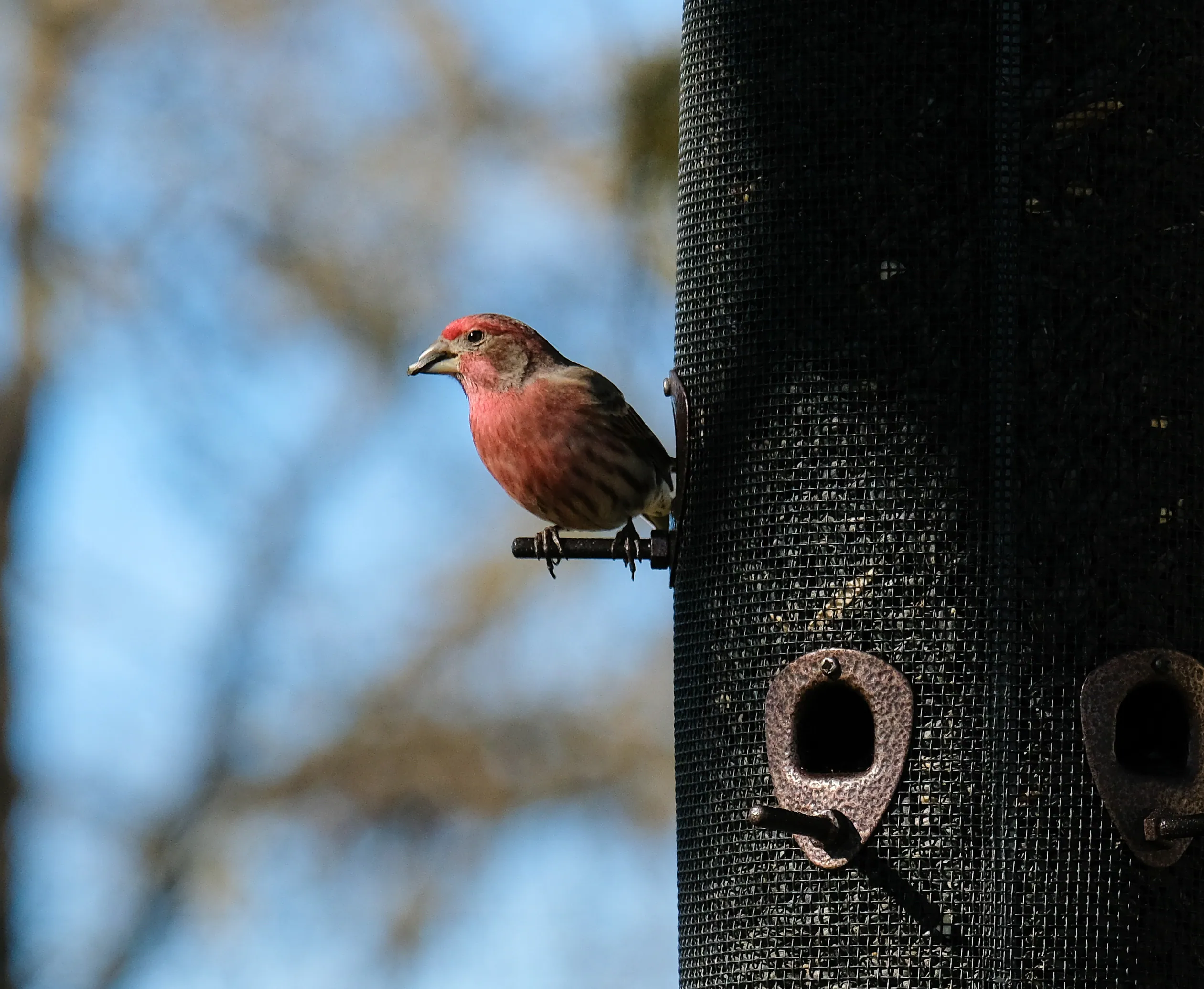 Finch on a feeder