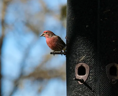 Finch on a feeder