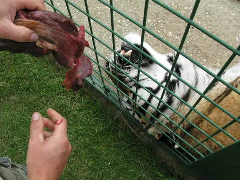 Tiger Life