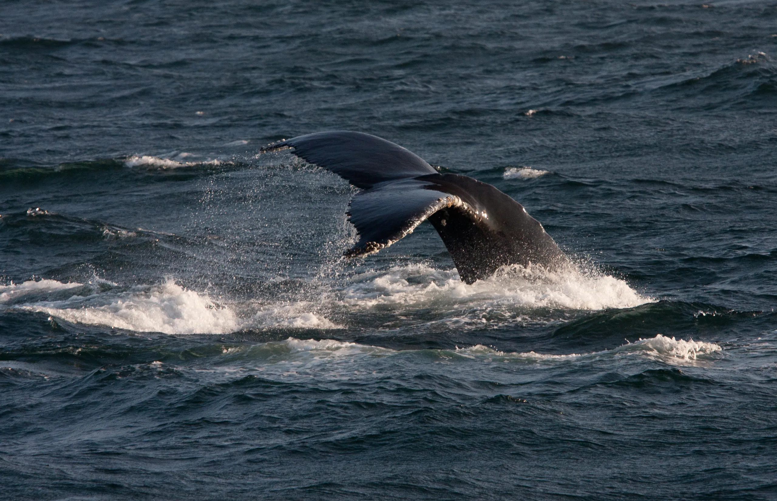 Humpback Whale Fluke, Stellwagen Bank