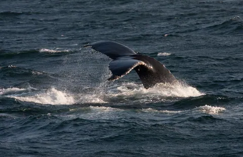 Humpback Whale Fluke, Stellwagen Bank