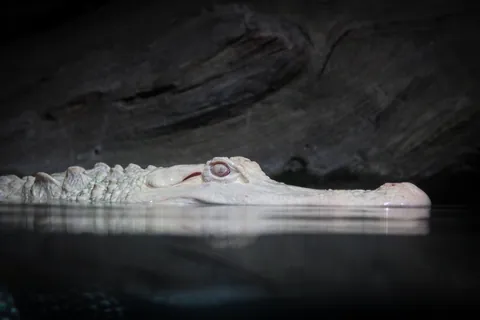 Albino Alligator, Georgia Aquarium