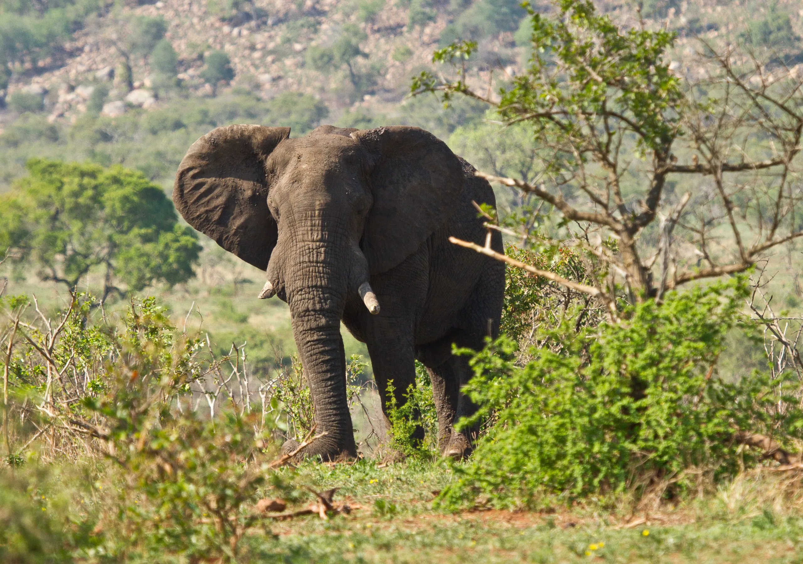 African Elephant
