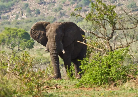 African Elephant