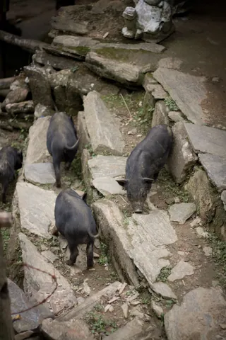 Piglets, Cat Cat, Sapa