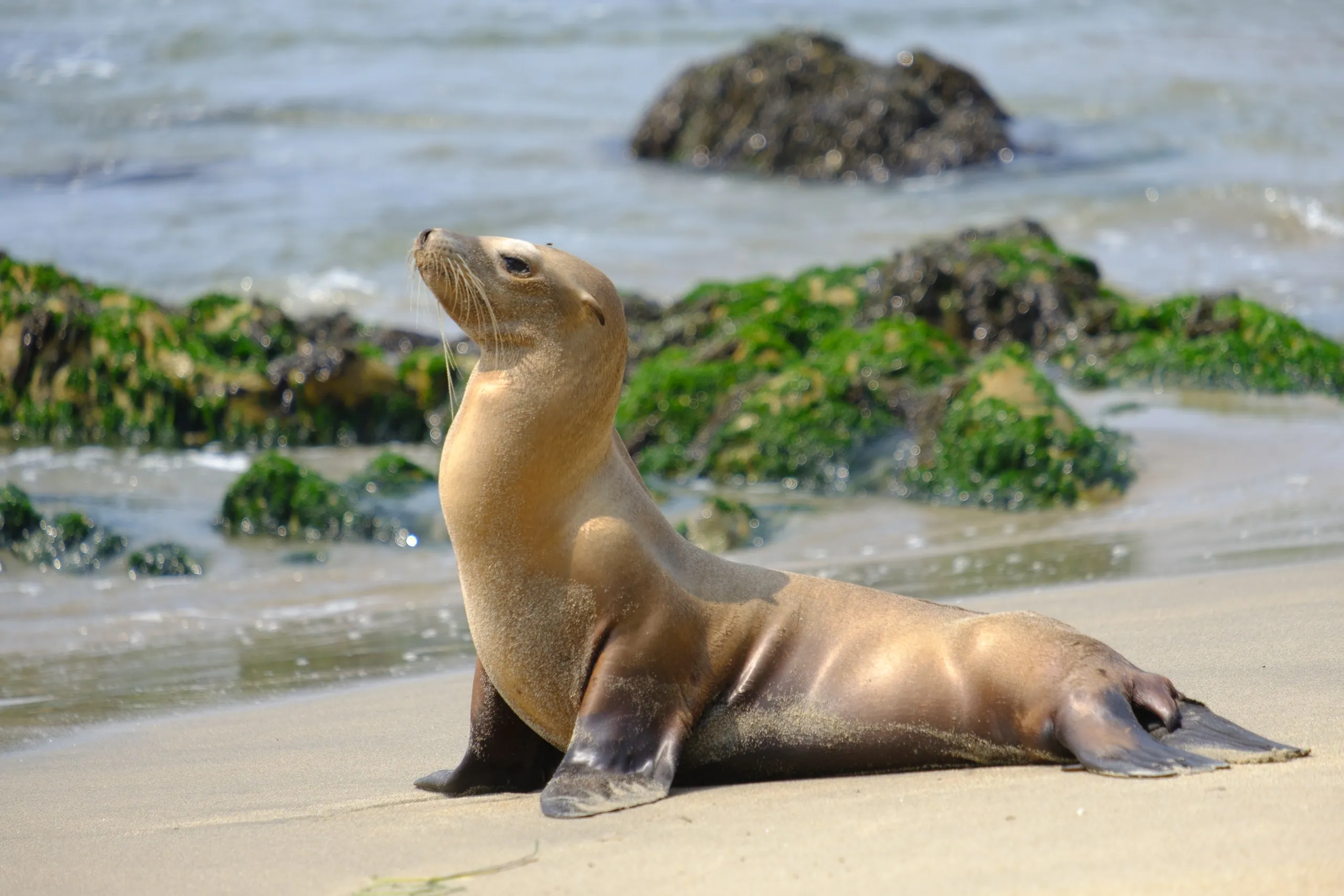 Pescadero Beach Seal