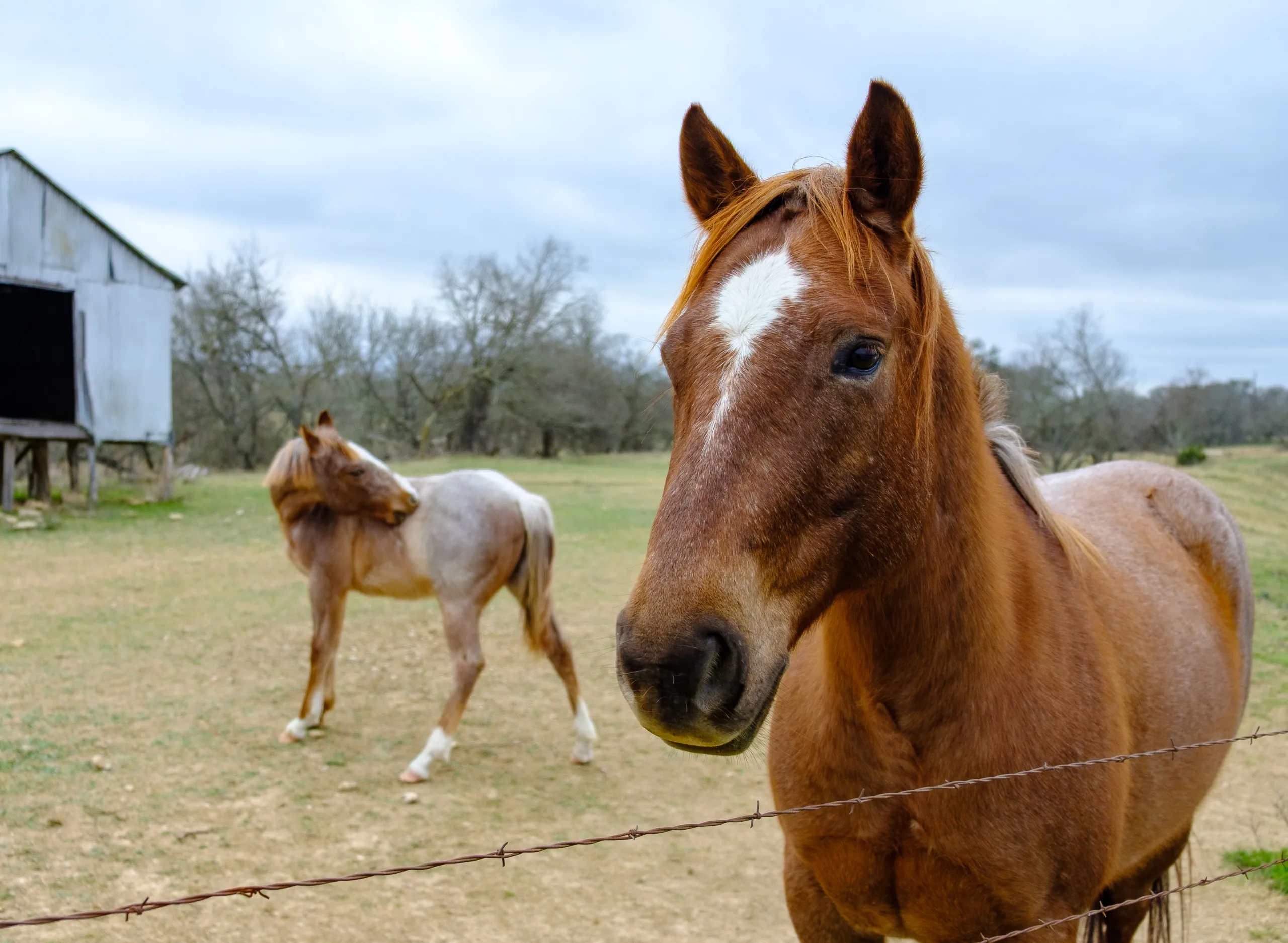 Hill Country Horses