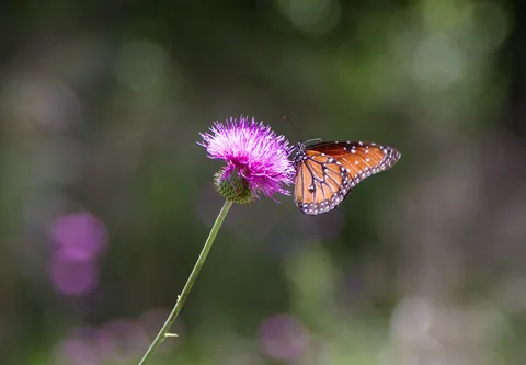 Butterfly on thistle, Canyon Wren Ranch