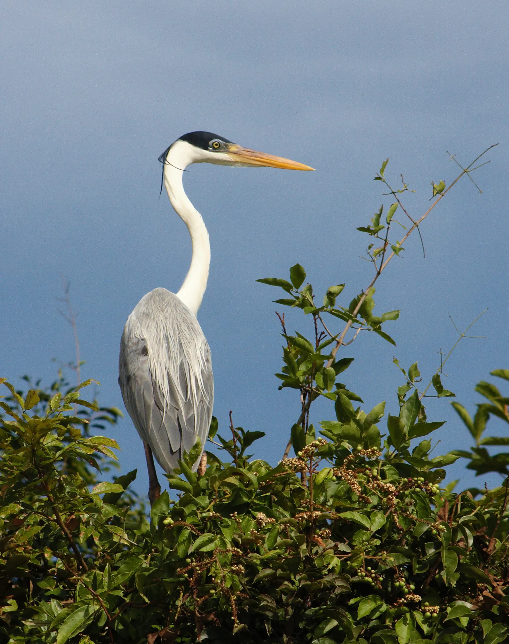 Cocoi Heron