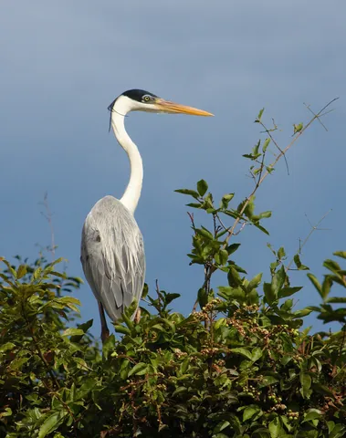 Cocoi Heron