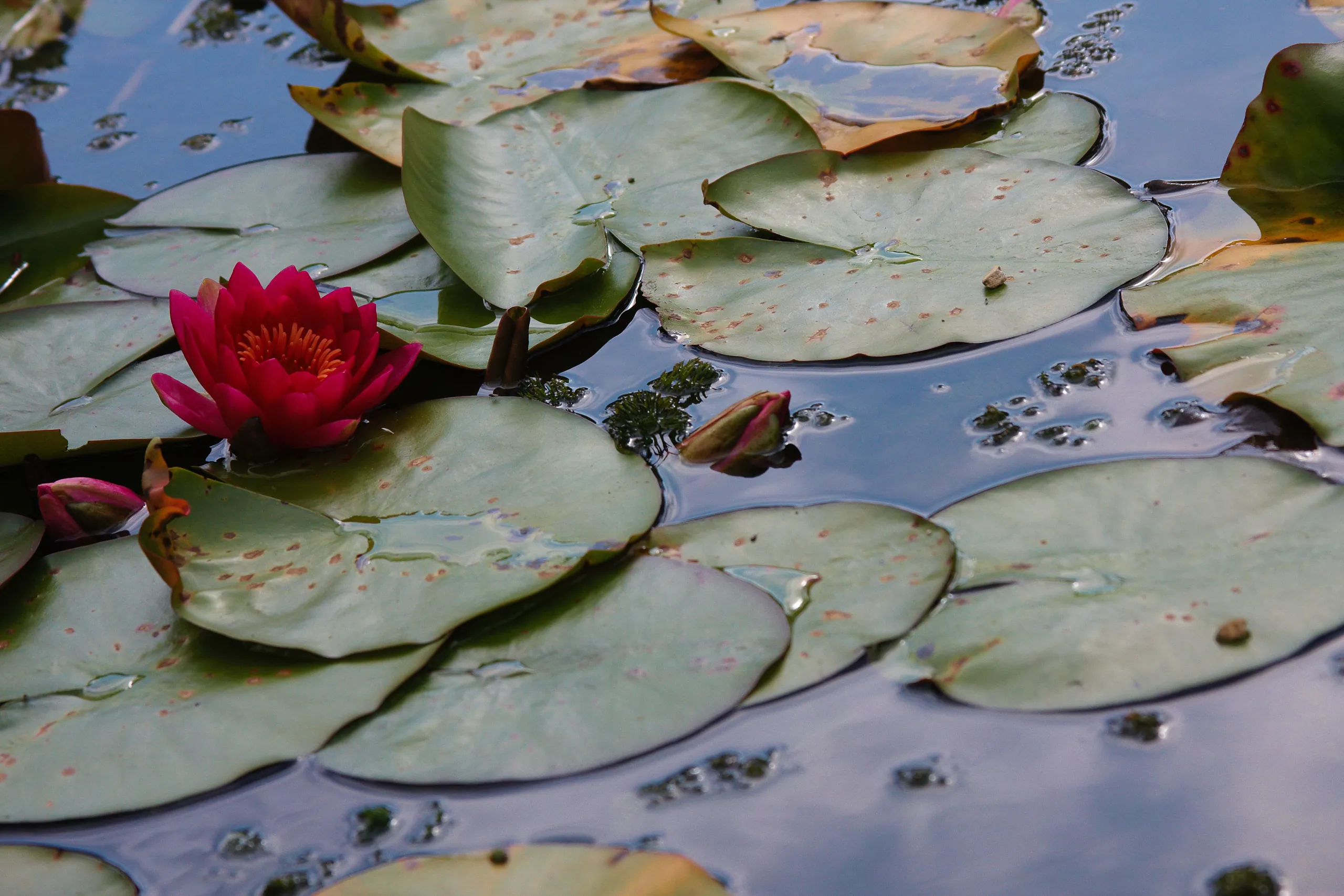 Oxford Botanic Gardens